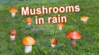 Rainy Mushroom Hunting  September 2022  Red cap bolete | Birch bolete | Scaber stalk | Leccinum