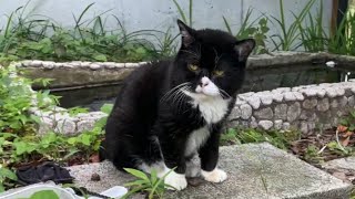 飼い主に「帰ろう」と言われるが帰りたくないもんたは最終奥義を繰り出した。