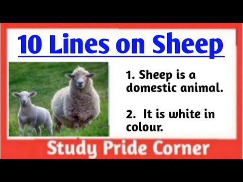 sheep essay in english 10 lines