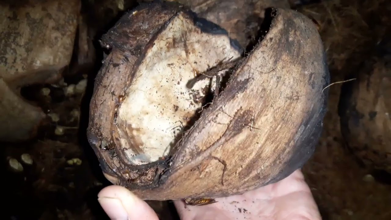 Nuôi gián đất là mô hình thông minh ít đầu tư nhất năm 2025 #nhanongphunguyen #giandat