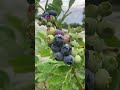 Blueberry Home Orchard May 20th  Duke and BlueCrop