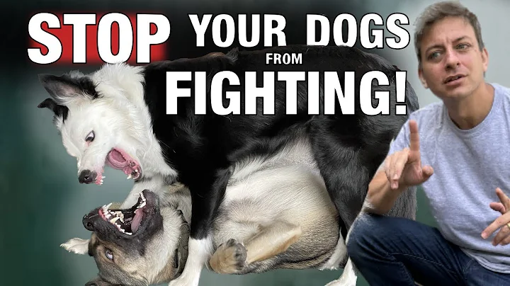 How Do You Keep 2 Dogs From Fighting? - DayDayNews
