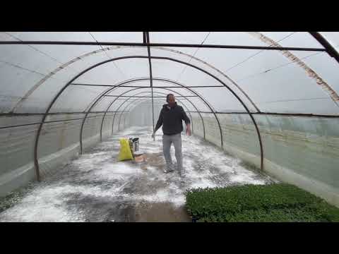 Video: Testarea solului pentru problemele din grădină – Cum să testați solul pentru boli sau dăunători înainte de plantare