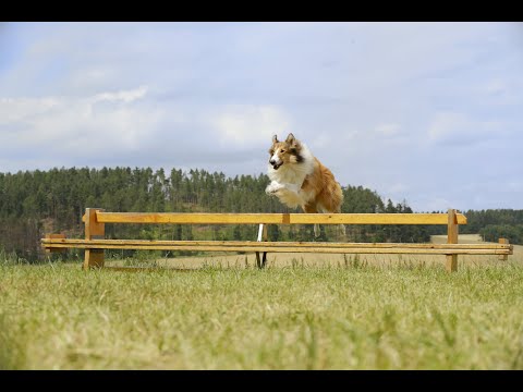 Lassie Torna A Casa | Trailer ITA HD