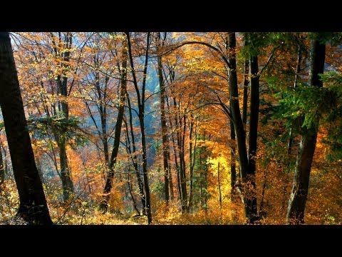 the eagle path stream german the eagle path stream german