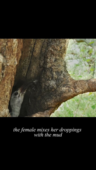 #nature #animals #wlidlife #fyp