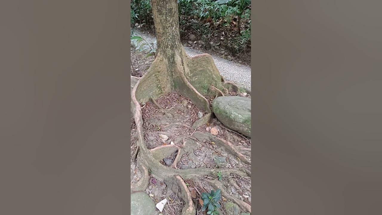 [ Looking Glass Tree ] 銀葉樹 银叶树 YouTube