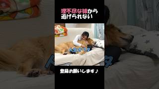 姉の理不尽さに逃げ出す気力すら奪われた大型犬クッキー#goldenretriever #dog #箱入りクッキーはゴールデンレトリバー