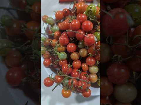 HARVEST before the freeze- Plant a seed today, tomatoes, papayas, starfruit