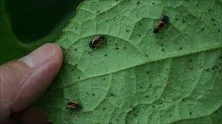 What Ladybug Eggs and Larvae Look Like - They Love Aphids