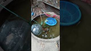 shorts | how to breed Molly fish | মলি মাছ চাষ | Molly fish breeding | ornamental fish | Jashore |9