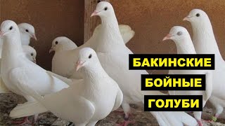 Бакинские бойные голуби особенности и описание породы