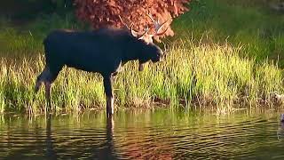 Bull moose moving slowly on grass