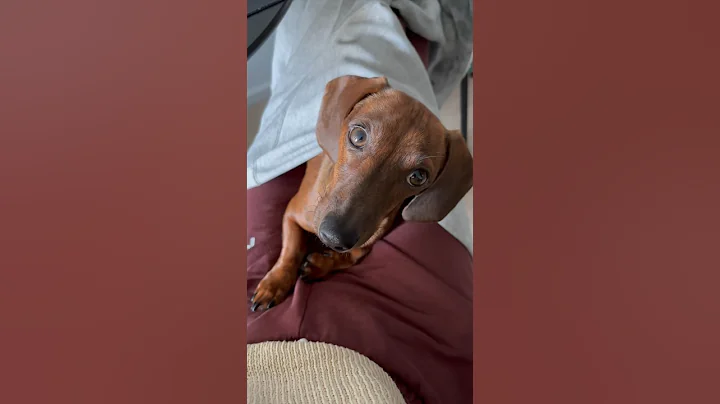 Working from home with a mini doxie 🧑‍💻🐶 #sausagedog