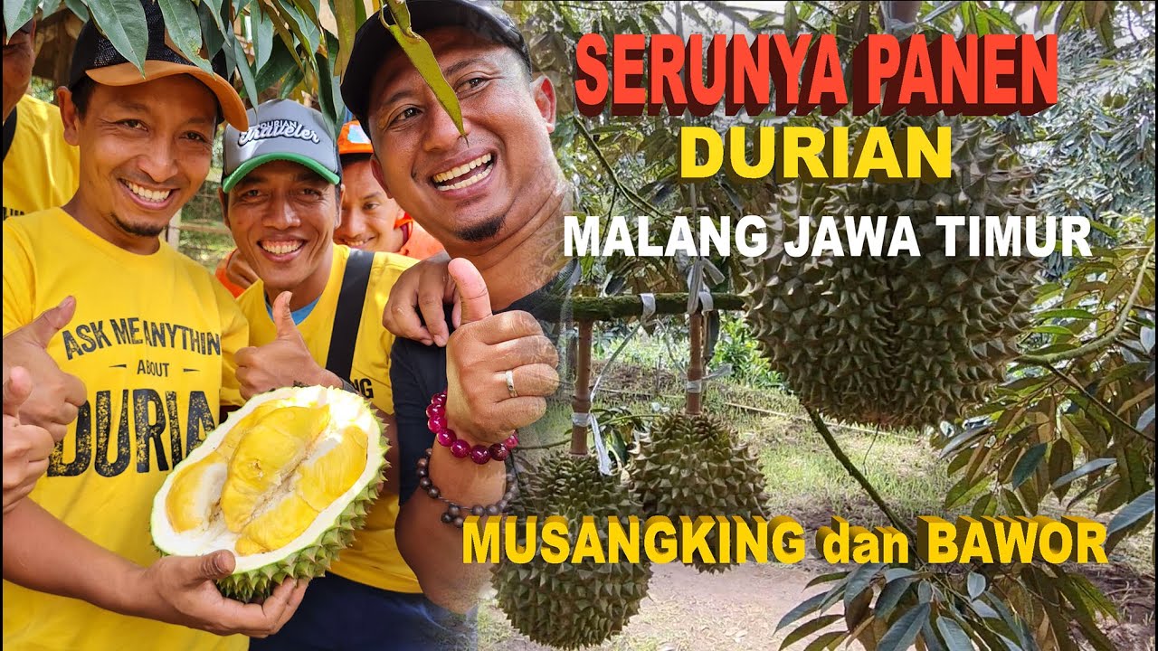 PANEN DURIAN MUSANGKING DI MALANG | Part1