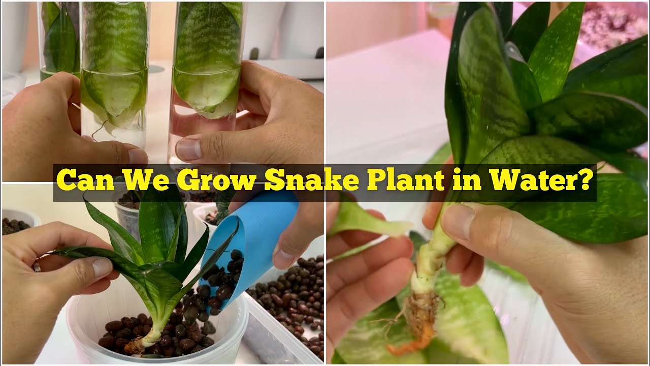  Lewtemi 3 Pieces Grow Snake Water Growing Snake in