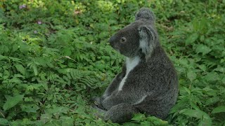 台北市立木柵動物園-無尾熊,第一次見到席地而坐悠哉悠哉的KOALA