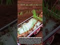 Smart Onion Planting Machine That Saves Time and Effort #satisfying #farming #modernfarming