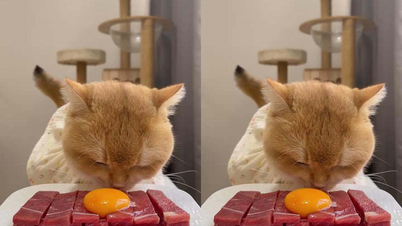 Xiaomi long disk cat raw meat cat eating broadcast pet eating broadcast hungry cat