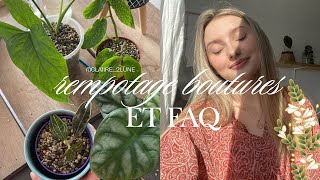 Rempotage de mes boutures + Faq