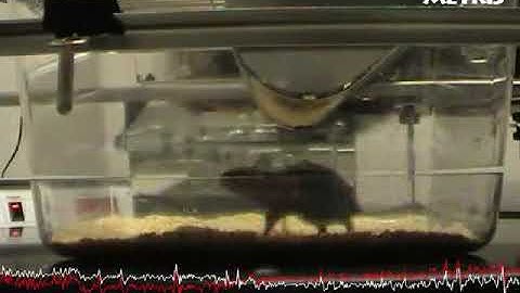 Automated detection of Scratching (Itch) in Mice using LABORAS