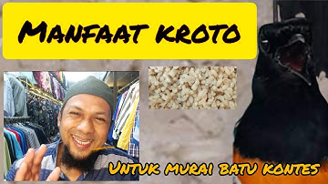 MANFAAT KROTO ⁉️ UNTUK MURAIBATU KONTES || sharing santai