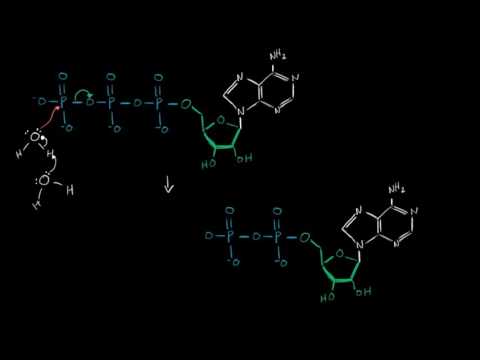 Video: Katabolizmanın hansı fazası daha çox ATP testini yaradır?