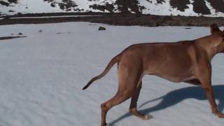 The Continuing Adventures of Prion - Crust skiing down Powerline Pass 2.MTS