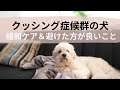【クッシング症候群の犬】マッサージ・緩和ケア・避けた方が良いこと Do's & Don'ts for Dogs with Cushing Disease