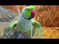 Meet The Rainbow My Amazing Talking Parrot