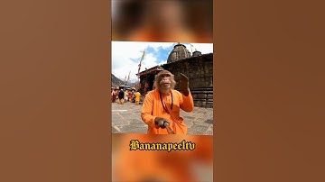 monkey AI video || Monkey video blogging || #shorts #monkeyvideo #monkeyvlog #monkey