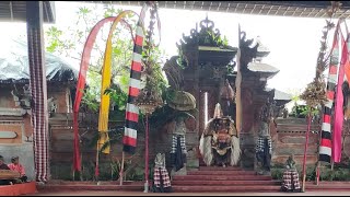 WOOW KEREN ATRAKSI BARONG BALI