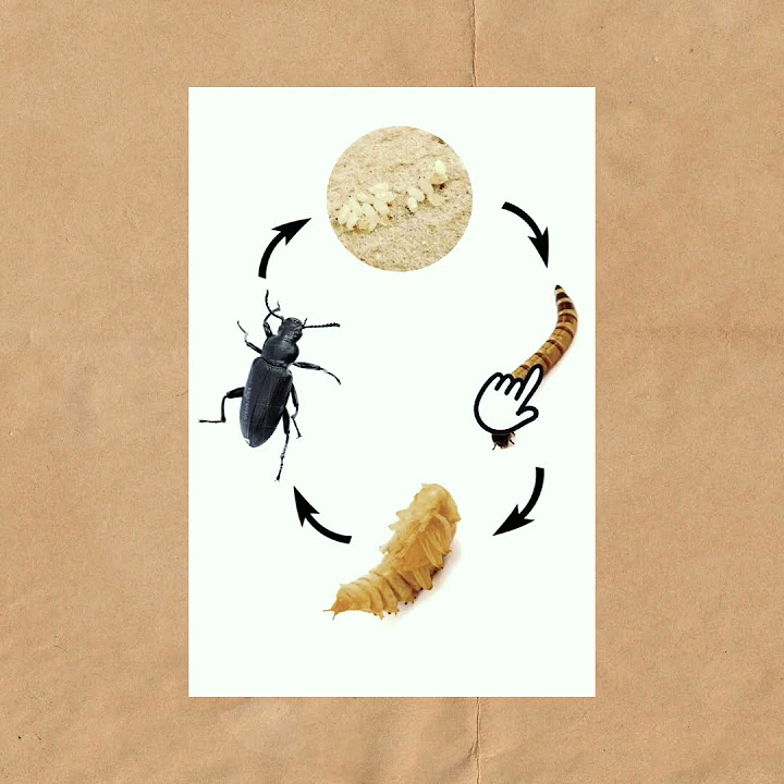 Meal Worms Life Cycle YouTube