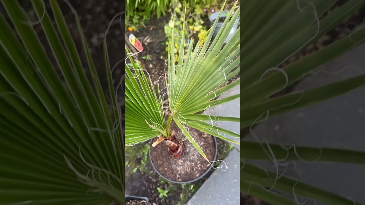 Mexican fan palm (Washingtonia robusta)