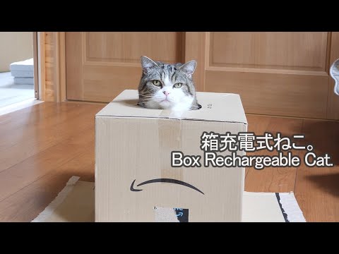 箱充電式なねこ。-Maru is a box rechargeable cat.-