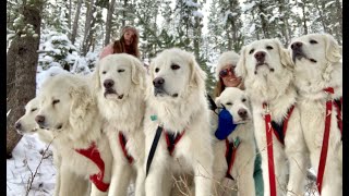 Dog Sledding With Our Livestock Guardians At Big Horn Mountain Alpacas