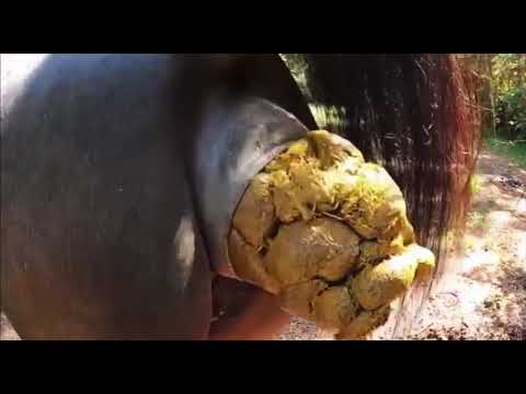 Horse Poop