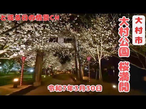 【長崎県】大村公園　ソメイヨシノを楽しむ最後の週末 令和7年3月30日　桜満開です【大村市】#花々ｿﾞｰﾝ