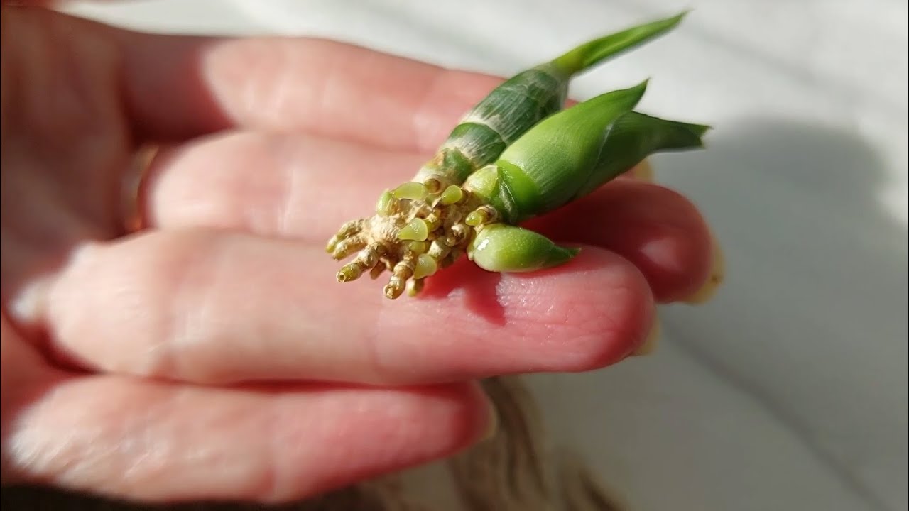 Dyna-Gro и живой мох творят чудеса! Рядовой Джамбо будет жить! Катасетум или орхидея морковка.