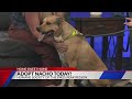 Home Sweet Home: Meet Nacho