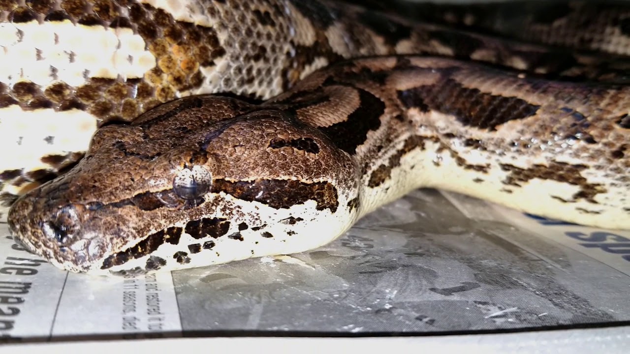 ground boa constrictor It's All Up To You :)