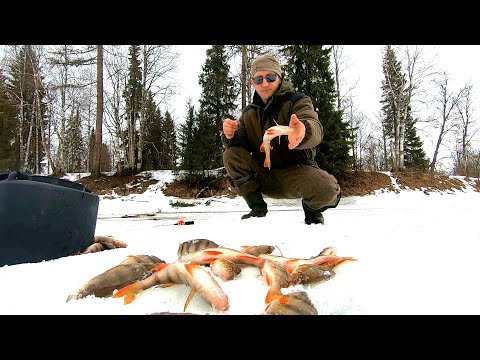 Видео: Рыбалка.Сумасшедший клев.Ловлю рыбу на палец.Изба глухариная.Олени на дороге!