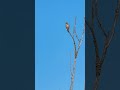 #torenvalk #birds #birdspotting #bird