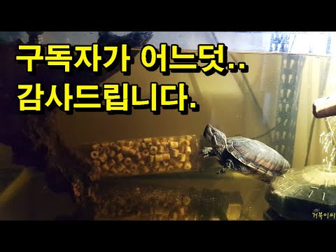 [#거북이씨​]  " 거북이씨 " 구독자가 어느덧..