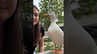 I couldn’t have predicted this ending even if I tried🤣🦆 #Ducks #FarmAnimals #Pets #FunnyShort