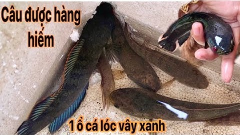 Đi câu cá lóc vây xanh, câu được con cá lóc vây xanh,đẹp, đọc lạ