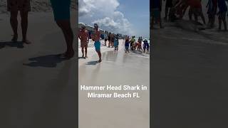 Hammer Head Shark washed up in Miramar Beach!    #destin #miramarbeach #hammerheadshark