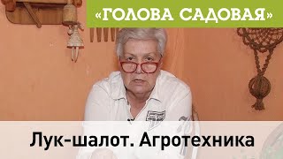 Голова садовая - Лук-шалот. Агротехника