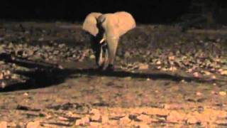 Elephant and Rhino at water hole at night in Namibia