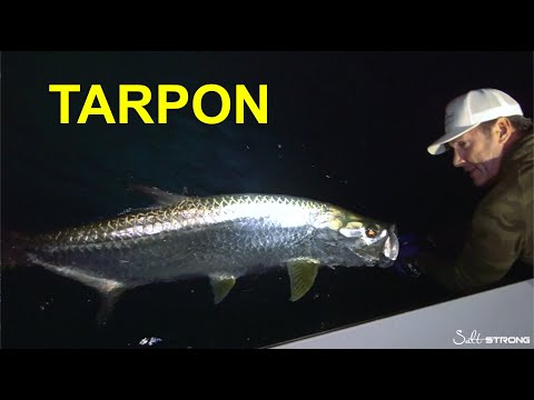 Tarpon Fishing 